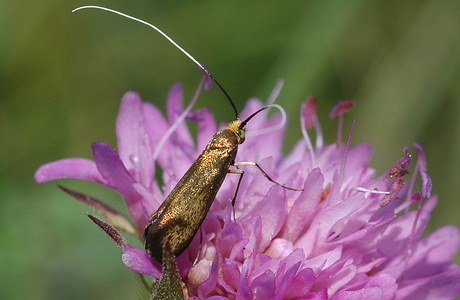 Skabiosen-Langhornmotte (Nemophora metallica) - © Leo Kuzmits